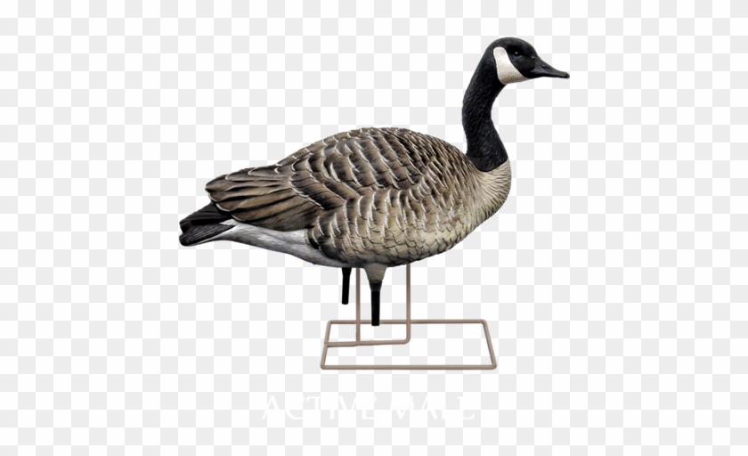 **holiday Sale**axf Flocked Honker Walker Canada Goose - Avian-x Fusion Honker Pack Decoys 9006 #673683