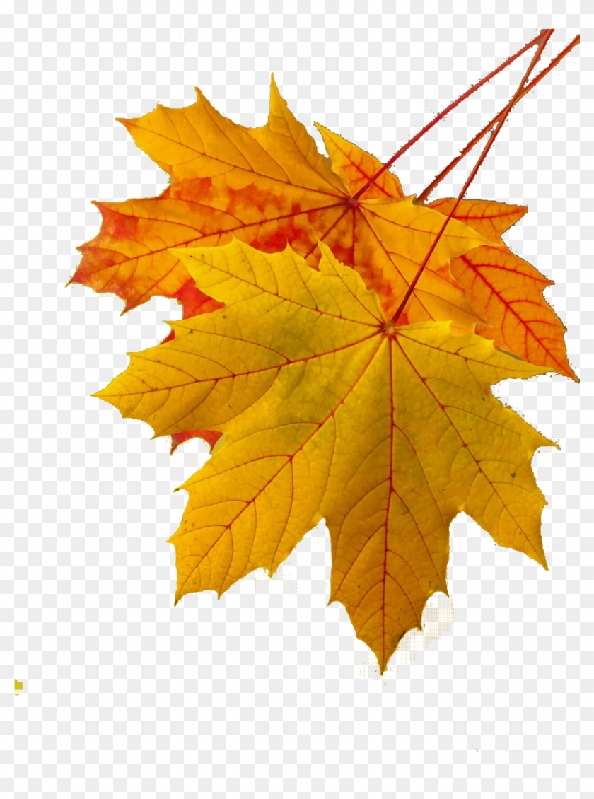 Maple Leaf Autumn Leaf Color Yellow - Annulment: A Step-by-step Guide For Divorced Catholics #673686