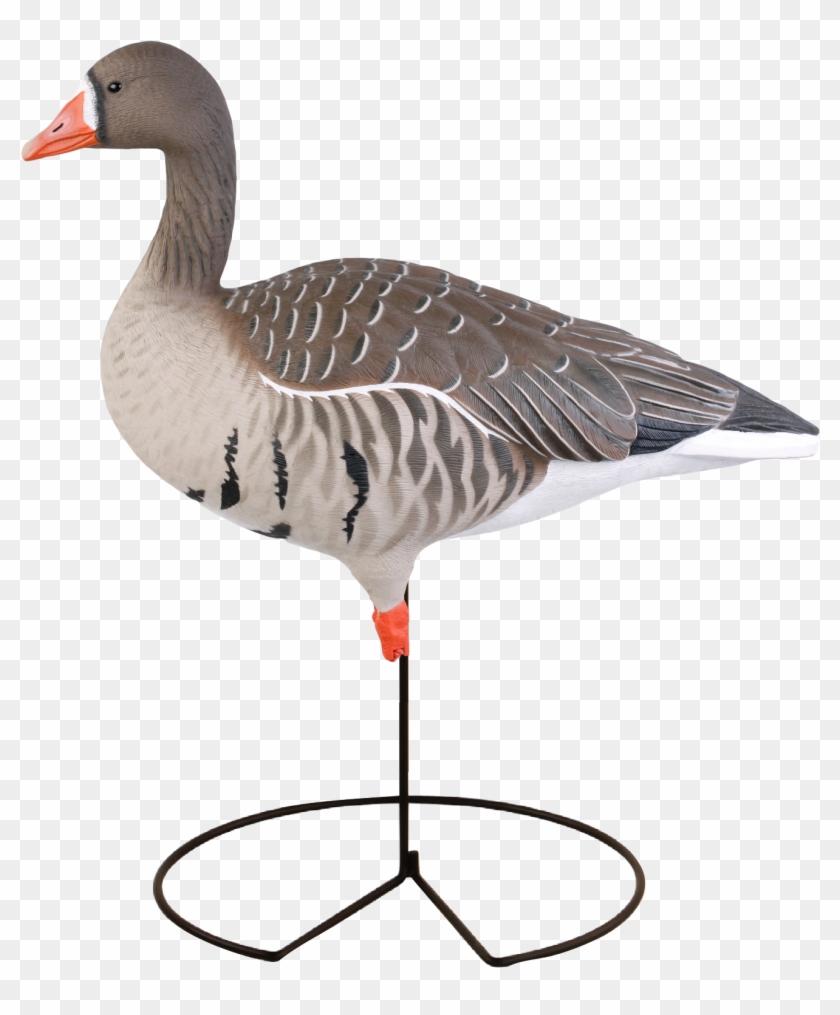 Avery Greenhead Gear Ghg Pro Fb Specklebelly Goose - Greater White-fronted Goose #673689