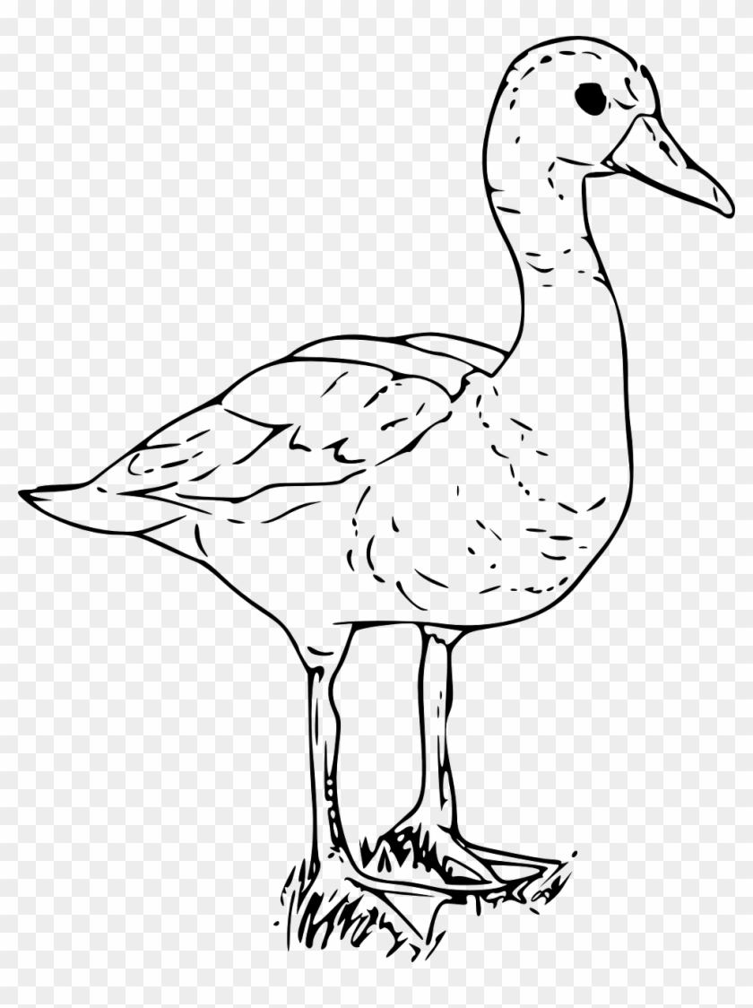 Duck White Goose Bird Water Png Image - Ducks In Black And White - Free  Transparent PNG Clipart Images Download