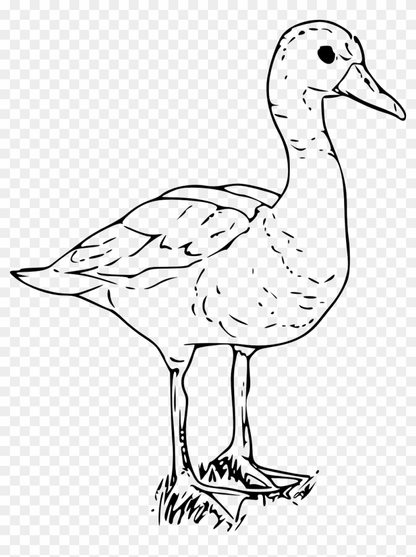 Duck White Goose Bird Water Png Image - Ducks In Black And White #673696