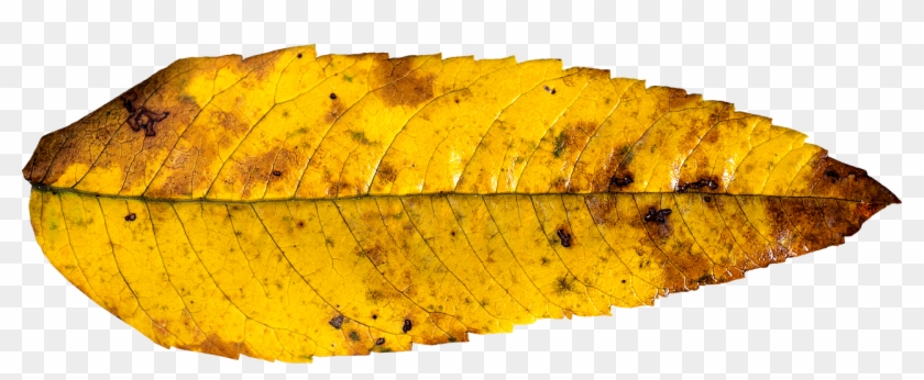 Leaf Autumn Fall Autumn Leaf Png Image - Autumn Leaf Png Yellow #673697