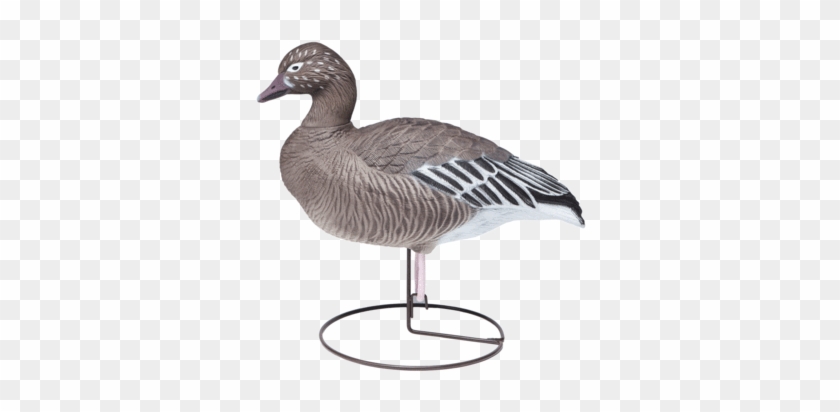 Field Blues Juvenile Goose Hunting Decoy From Final - Mallard #673762