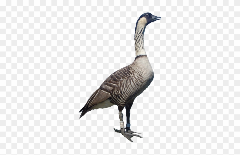 Picture - Nene Hawaiian Goose Transparent Gif #673799