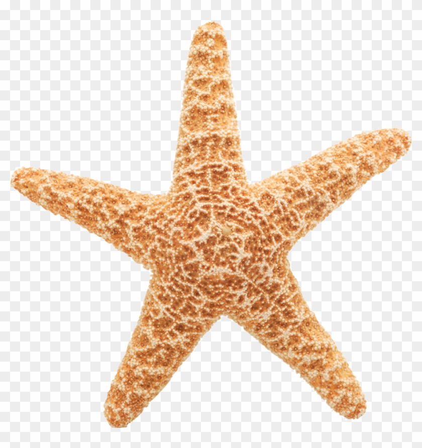 Starfish Cliparts Vector - Star Fish White Background #673966