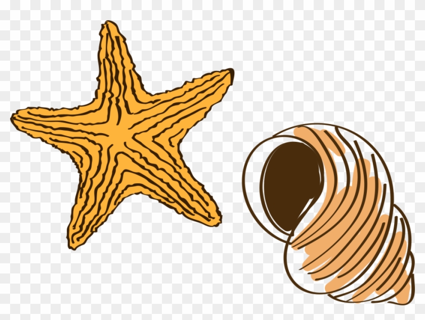 Cartoon Drawing Starfish - Drawing #673997