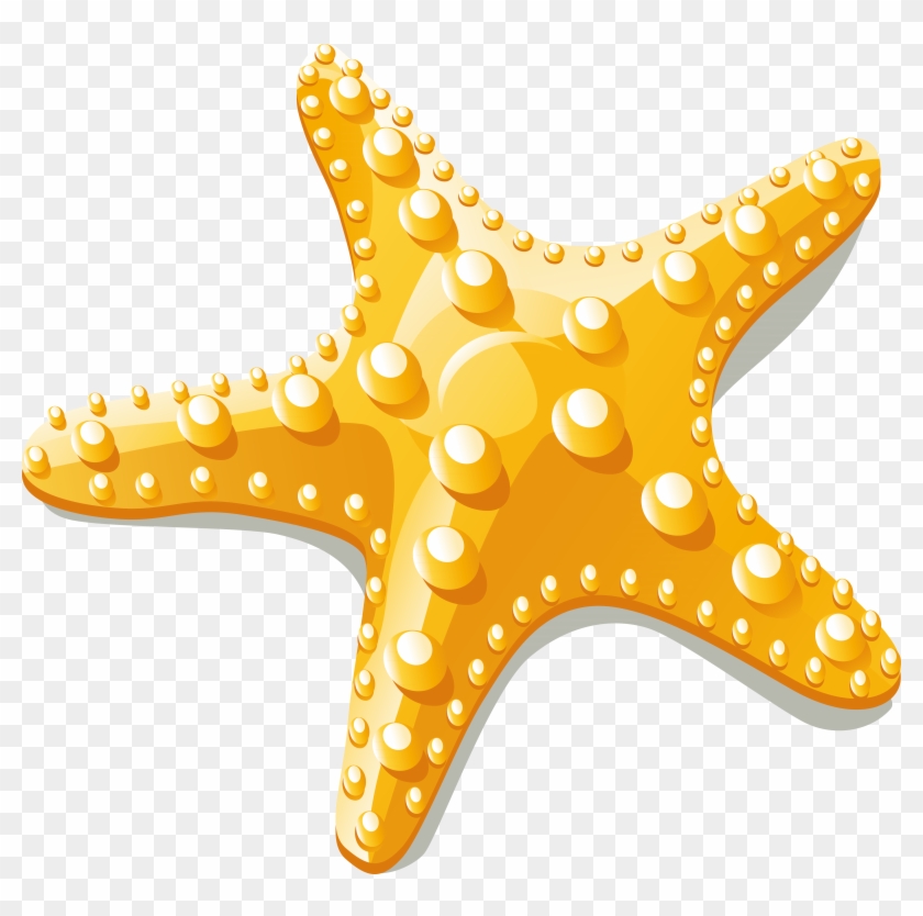 Starfish Euclidean Vector Clip Art - Starfish Clipart Vector Png #674123