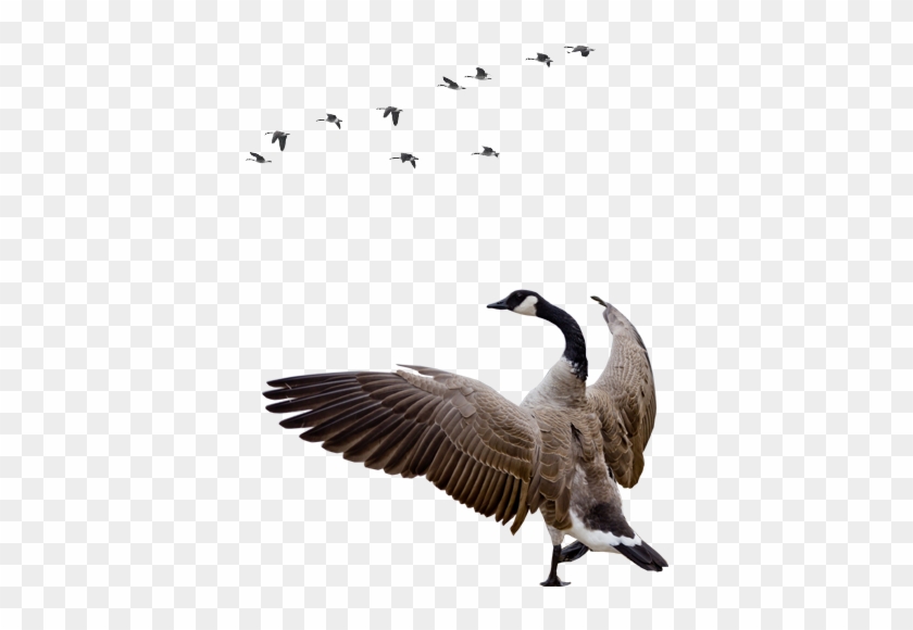 Free Icons Png - Transparent Geese Png #674256