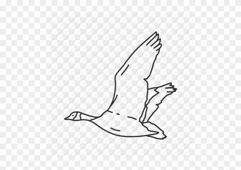 Bird, Canadian, Canadian Goose, Common Bird, Flying, - Sketch #674283