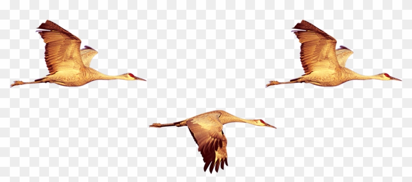 Duck Bird Crane Swan Goose - Duck Bird Crane Swan Goose #674331