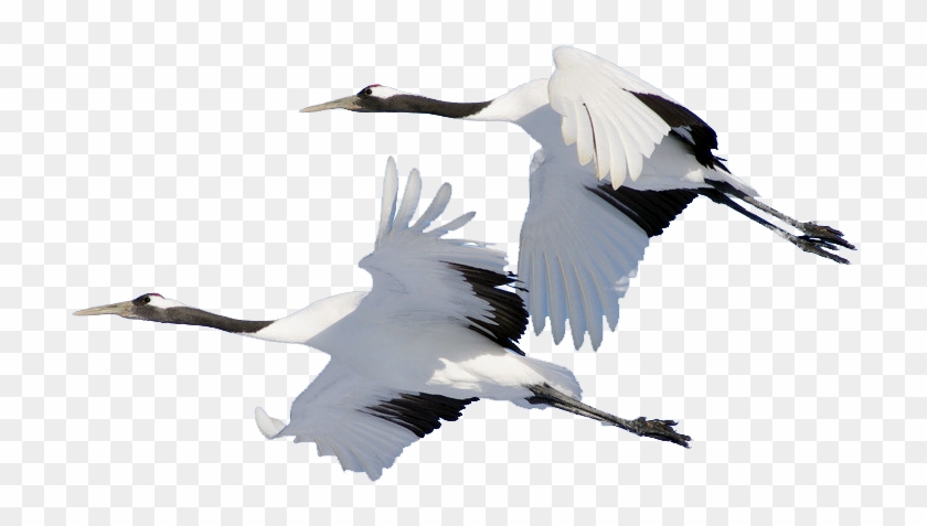 Bird Domestic Goose Cygnini Crane - Bird Domestic Goose Cygnini Crane #674369