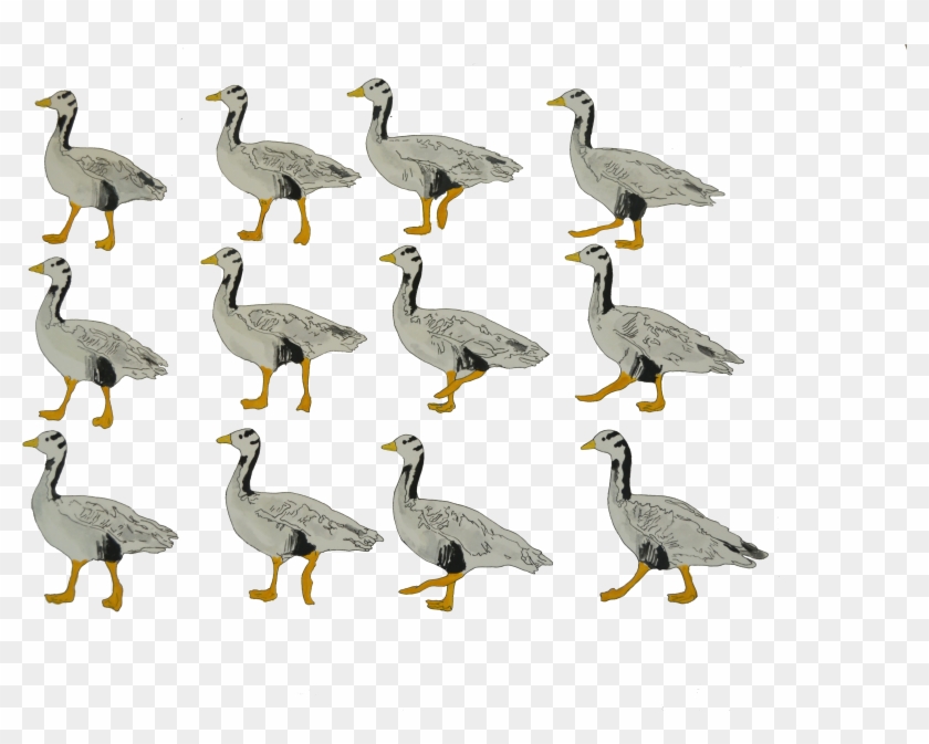 Bar Headed Goose Walking Animation Frames Elephant - Snow Goose #674376