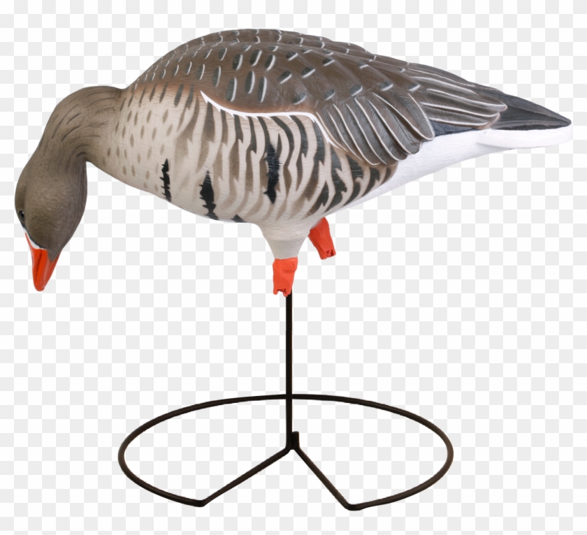 Avery Greenhead Gear Ghg Pro Fb Specklebelly Goose - Greater White-fronted Goose #674378