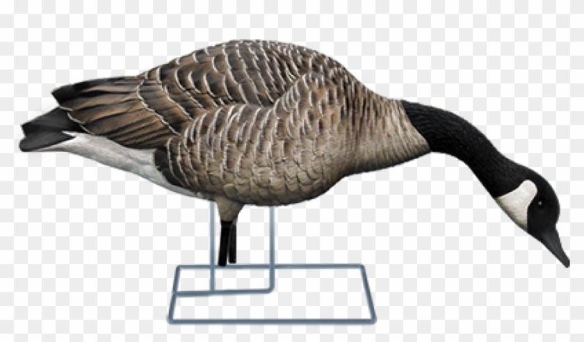 Axp Fusion Honker Decoy Pack - Canada Goose #674381