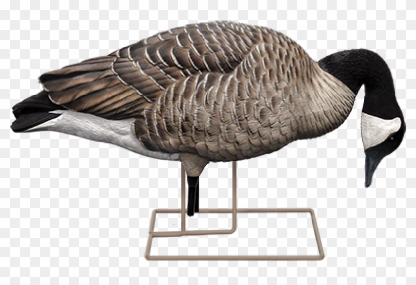 Axp Fusion Honker Decoy Pack - Avian-x Fusion Honker Pack Decoys 9006 #674382