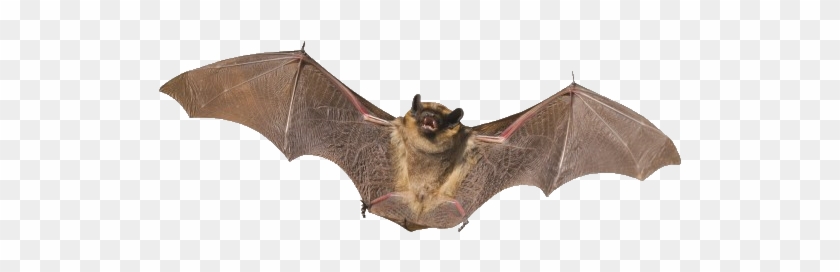 Bat Clipart Real - Bat Mammal #674400