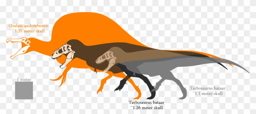 Posted Image - Tarbosaurus Vs Tyrannosaurus Size #674887