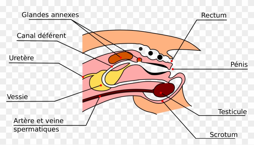 Open - Reproductive System Of A Male Rabbit #677479