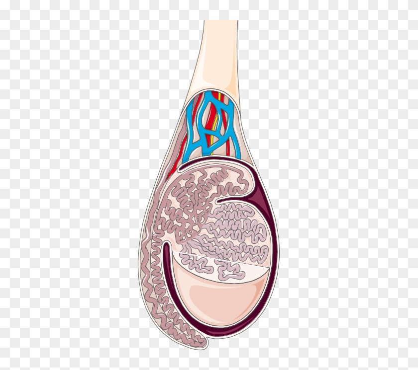 Testicle - Testicular Artery #677503