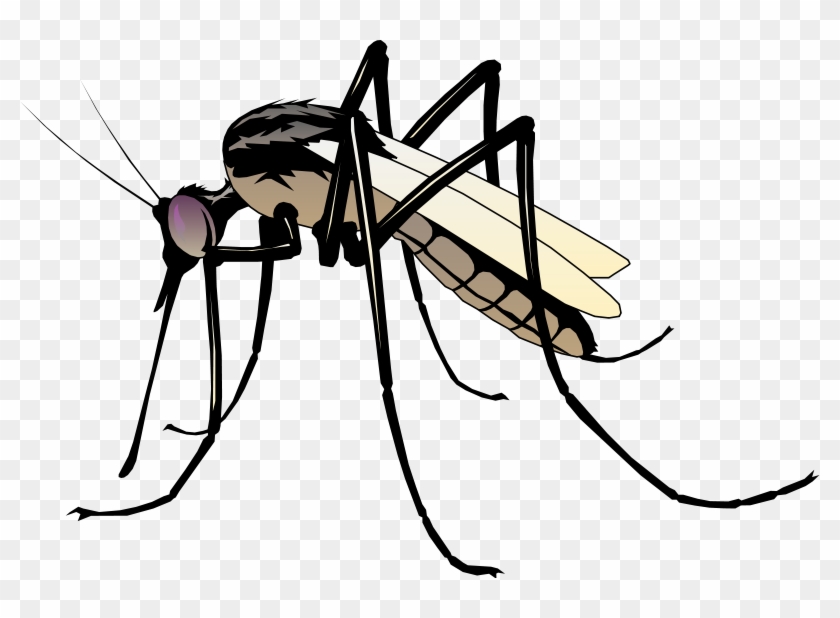 Free Vector Insect - Clip Art Of Mosquito #677581