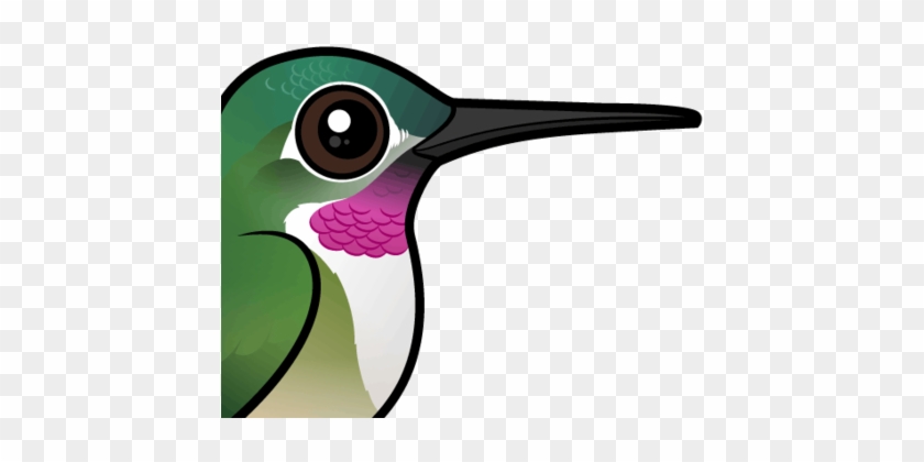 About The Broad-tailed Hummingbird - Cartoon Hummingbird #678446