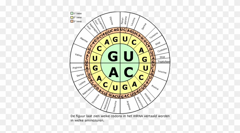Translatie Aan De Ribosomen - Circle #678901