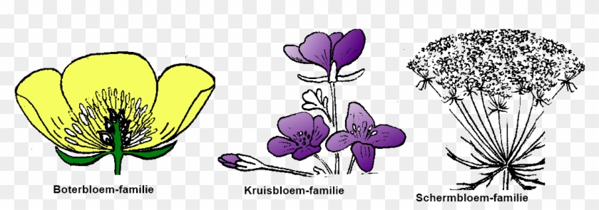 Boterbloem Kruisbloem Schermbloem Families - Crocus #678951
