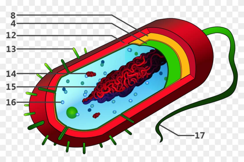 Foto - Plasmid In A Cell #678954