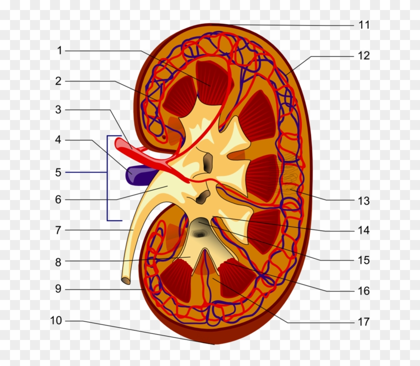Uit Wikipedia, De Vrije Encyclopedie - Parts Of The Kidney #678983