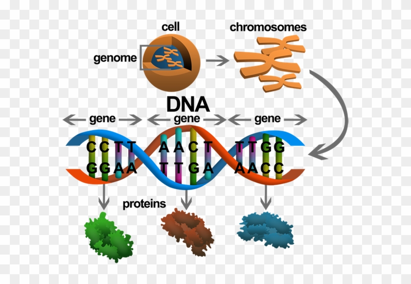 Dna And Gene - Kromozom Dna #679011