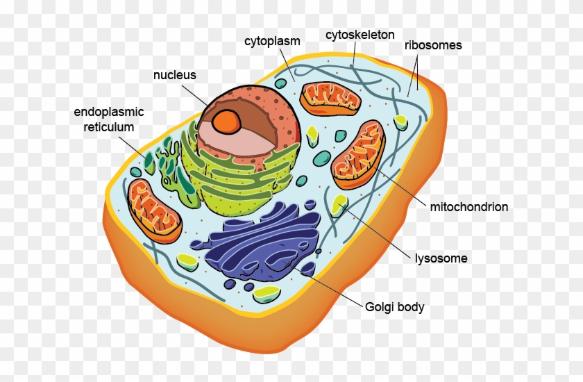 Eukaryotic Cell Structure And Function - Prokaryotic And Eukaryotic Cells #679088