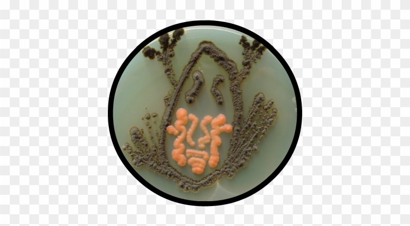 Petri Dish Art - Royal Icing #679104