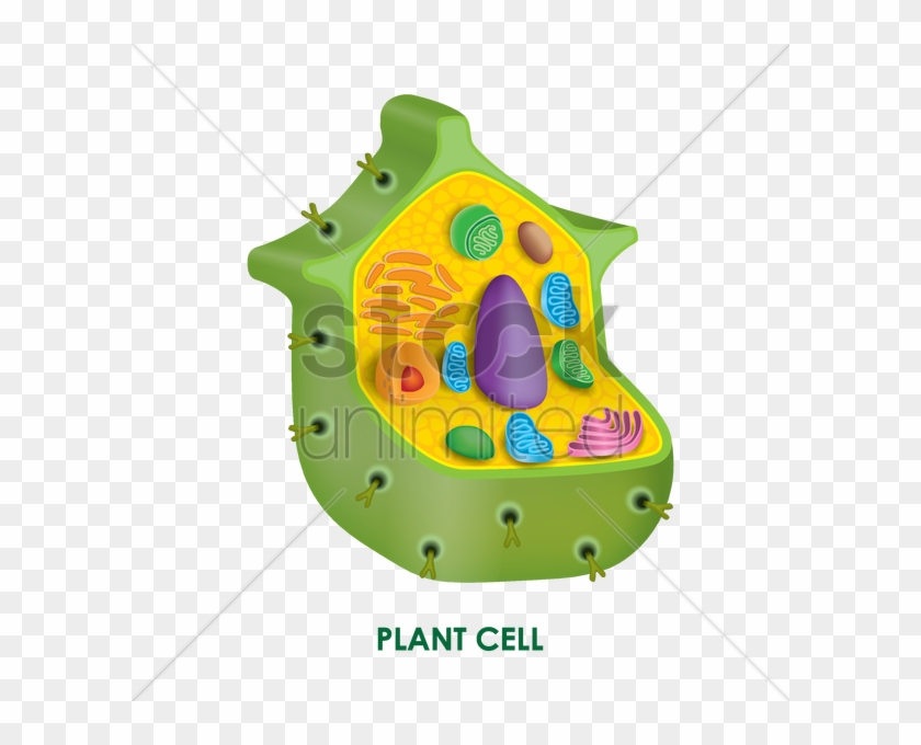 Plant Cell Vector Image - Biology #679423