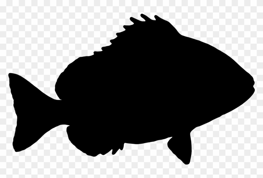 Fish-1739110 960 - Fish Silhouette Transparent Background #679787