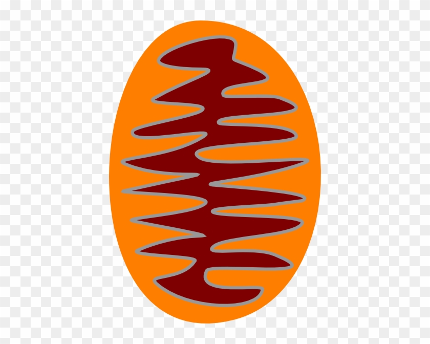 Mitochondrion Clip Art - Circle #121809