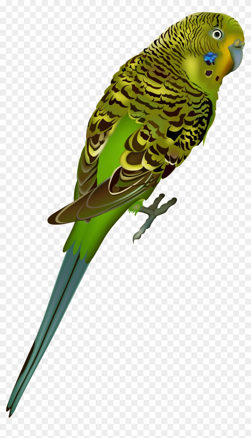 Bird Png - Parakeet Transparent #122549