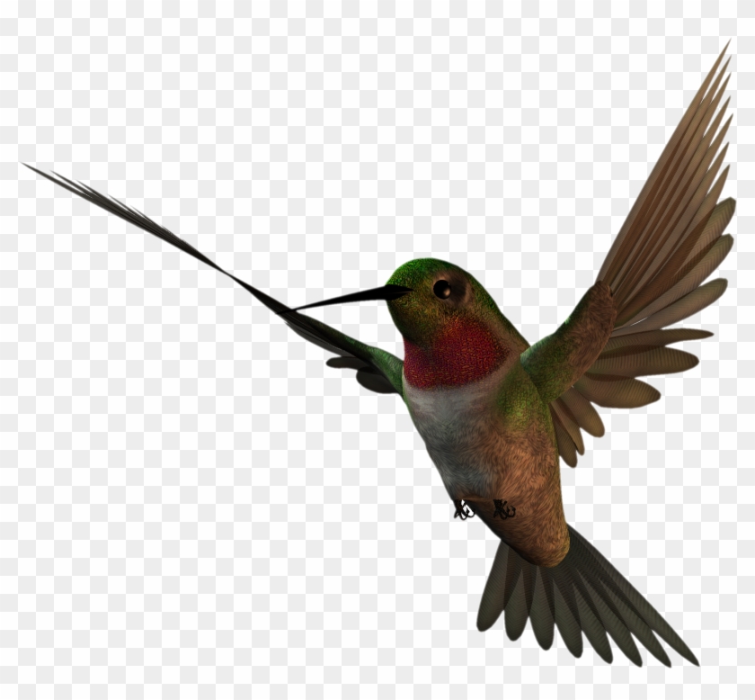 Free High Resolution Clipart - Hummingbird High Resolution #124623