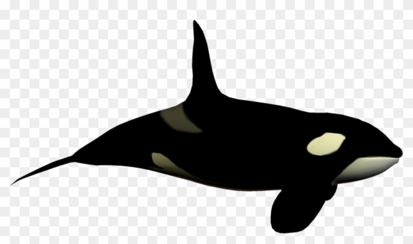 Sea World Clip Art Free - Killer Whale No Background #126204
