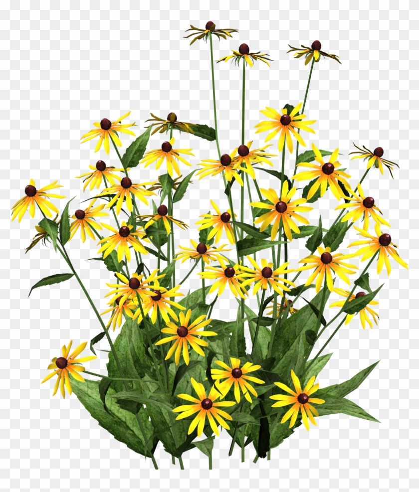 Hi Res Clip Art Pictures To Pin On Pinterest - Black Eyed Susans Transparent #126218