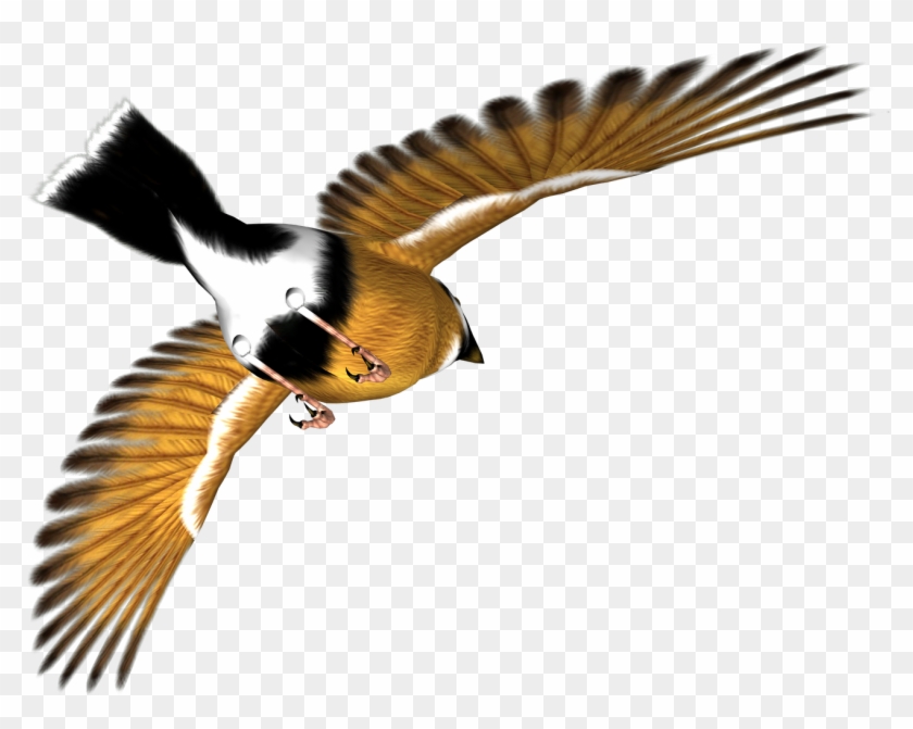 Free High Resolution Clip Art - Eastern Kingbird #126247