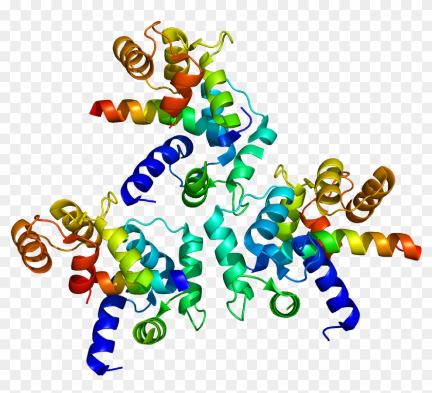 Calcium Channel Voltage Dependent L Type Alpha 1c Subunit #126366