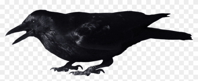 Crow 8 Clip Art Clipartbarn - Crow Png #127160