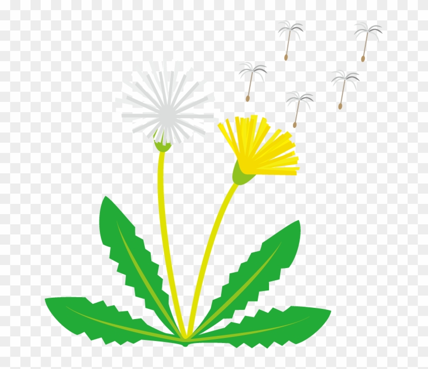 Dandelion Clipart - Clip Art #127776