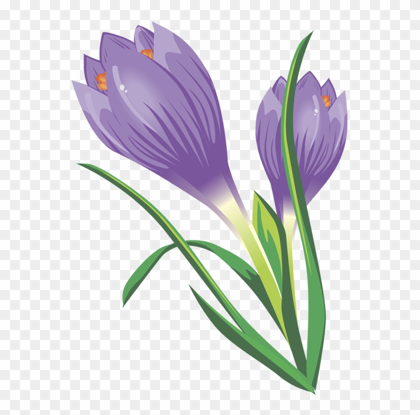 Crocus Clipart - Crocus Clip Art Free #127874