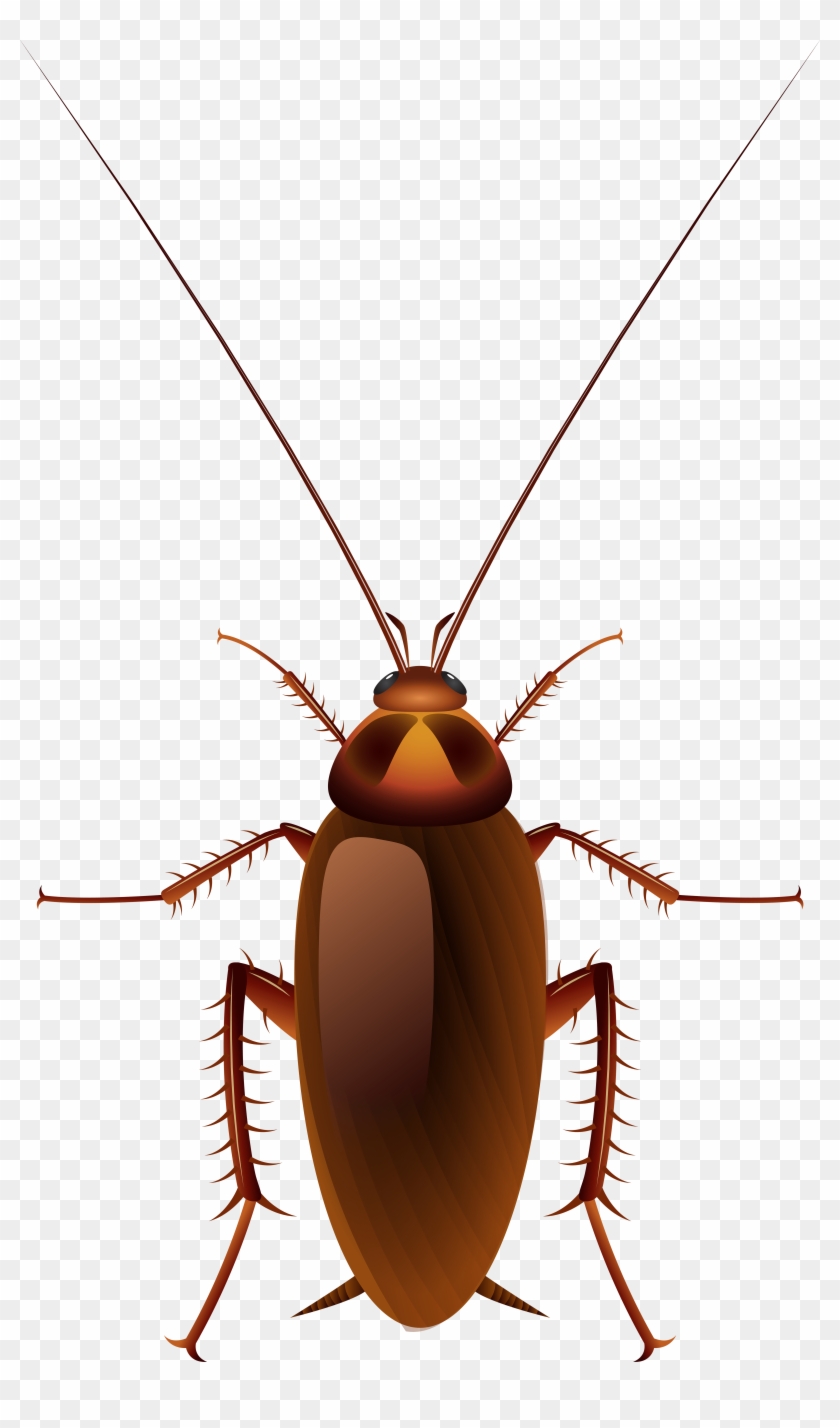 Cockroach Png Clip Art - Cockroach Png Clip Art #128182