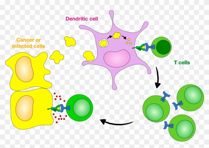 Antigen Cross-presentation And Initiation Of Cytotoxic - Dendritic Cells Cross Presentation Tumor Cells #128347