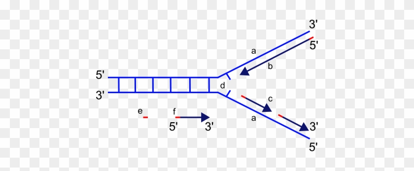 Gene Mutations - Dna Replication 5 To 3 #679903