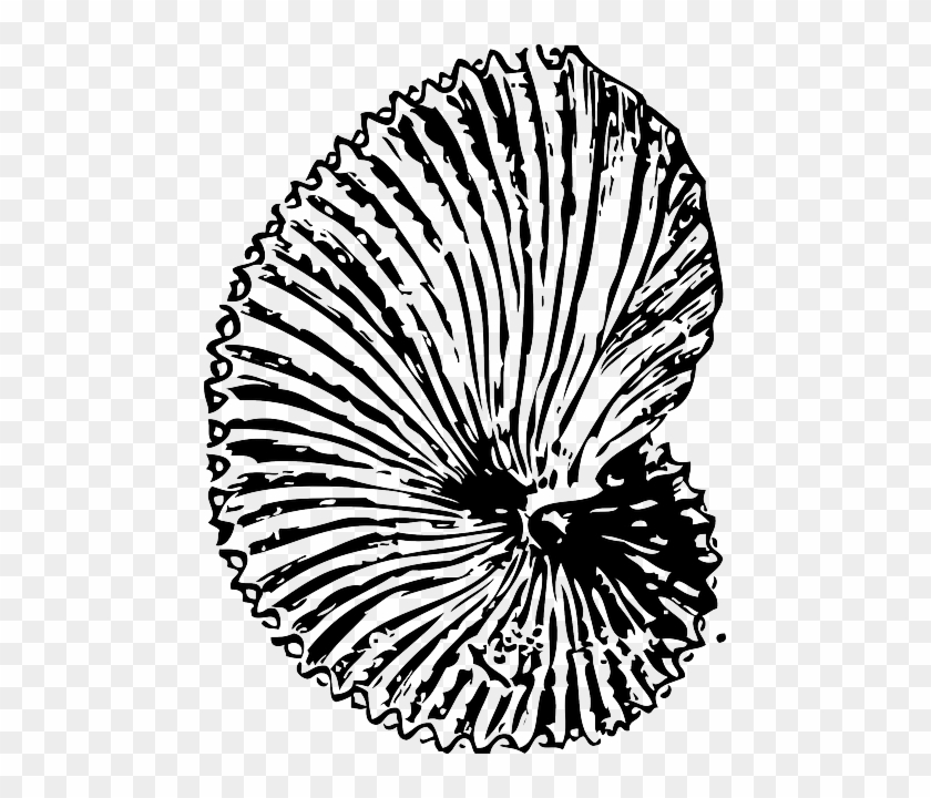 Argonauts Ocean, Snail, Shell, Sea, Argonaut, Shells, - Spiral Seashells Line Drawings #679971