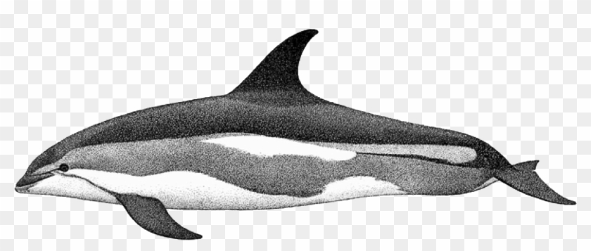 Atlantic White-sided Dolphin #680292