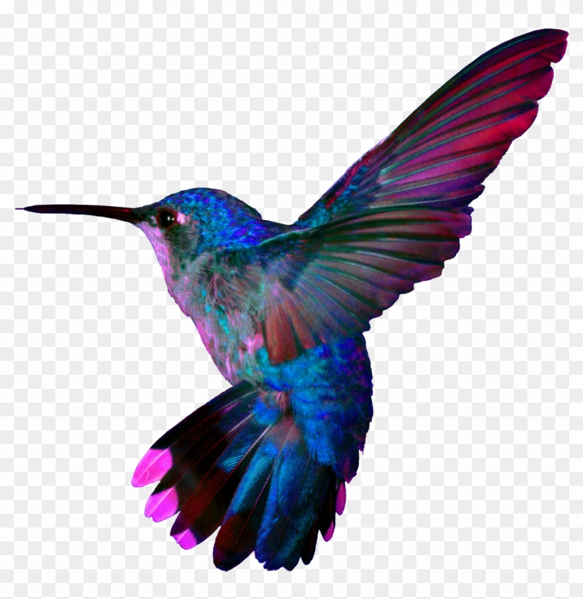 Hummingbird4 - Hummingbird Tattoo - Free Transparent PNG Clipart Images Download